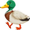 Duck
