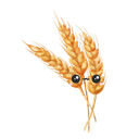 Grain