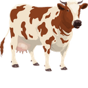 Beef