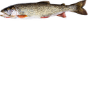 Trout