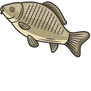 Carp