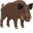 Pig