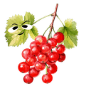 Currant
