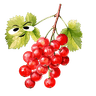 Currant